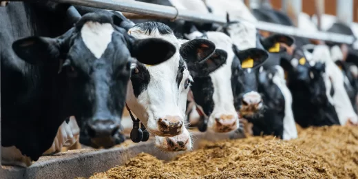 Photo of a line of cattle eating feed. The animals are close together. Their heads are reaching beneath a metal bar to reach a line of feed in a concrete structure.