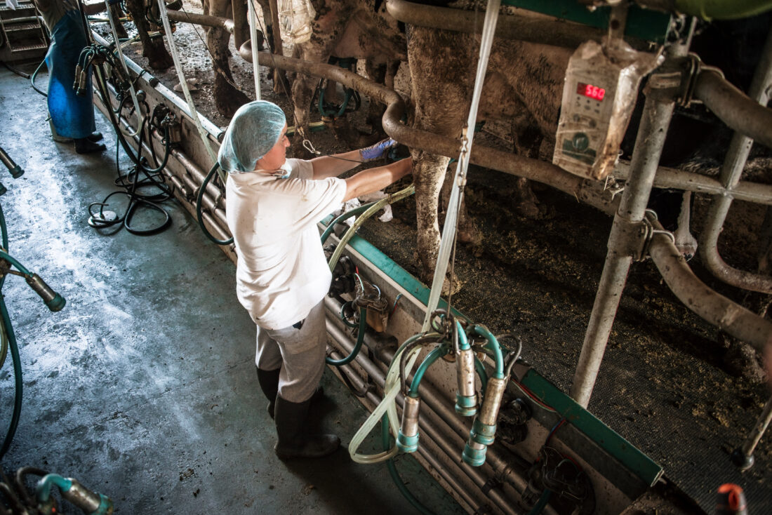 A middle-aged adult woman working in a dairy farm