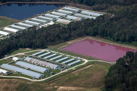 A large, open manure lagoon next to a series of buildings housing animals. The color of the lagoon is a dark pink.