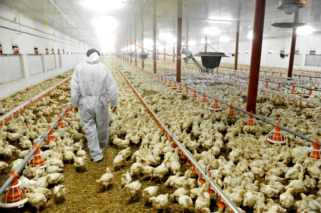 Thousands of young chickens inside a broiler house. A person in white protective coveralls walks through, facing away form the camera