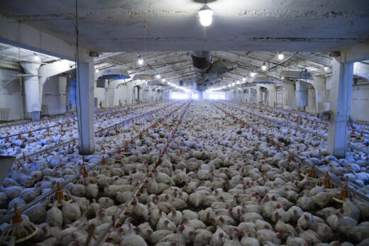 Chicken broiler house filled with thousands of white chickens. The birds are very close together with little room to move.