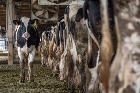 a black and white cow walks behind a line of other cows in a barn.