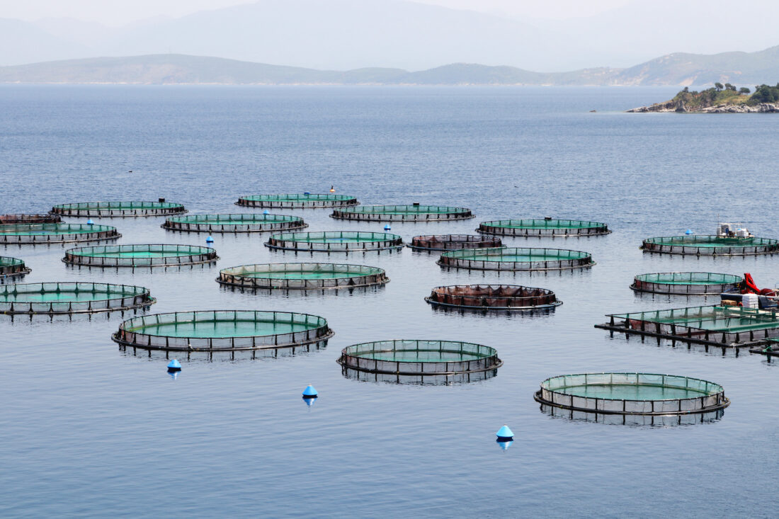 Photo of several round aquaculture cages in a large, calm body of water.