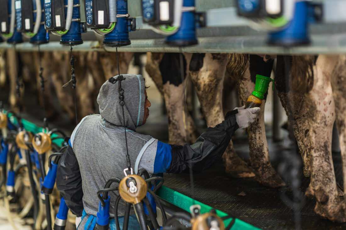 A dairy worker attaches machinery to a cow. There are several cows lined up with their backs to the worker.