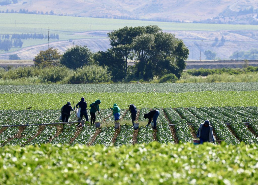 Farmworkers in a field tending to crops