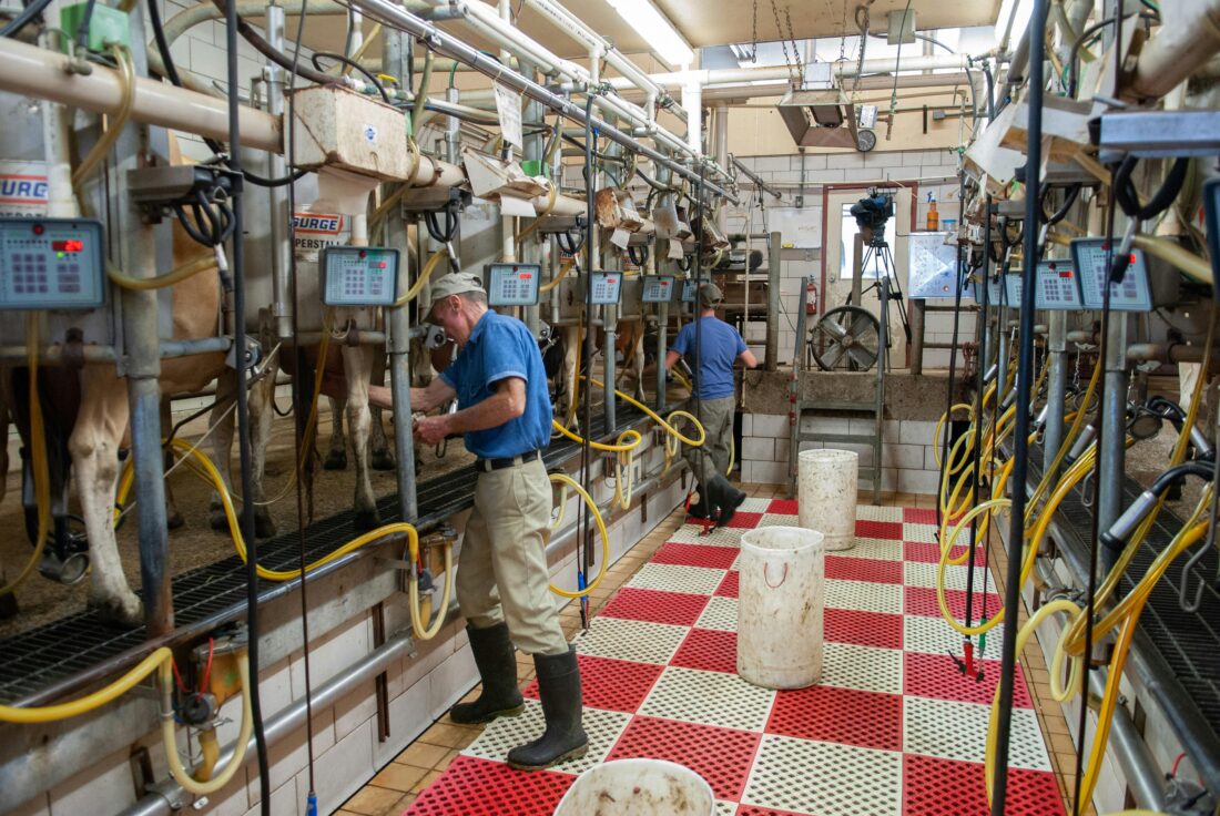 Two people in blue shorts, khaki pants and rubber boots work in an industrial dairy setting. Cows are attached to milking equipment.