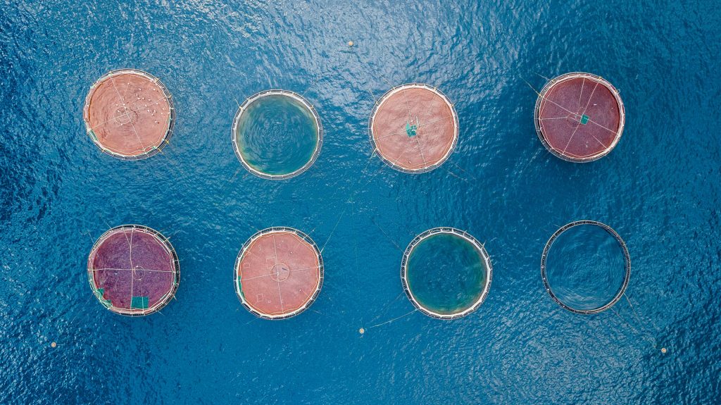 Aerial view of eight round aquaculture pens in a blue body of water. The contents of some of the pens are red or pink in color