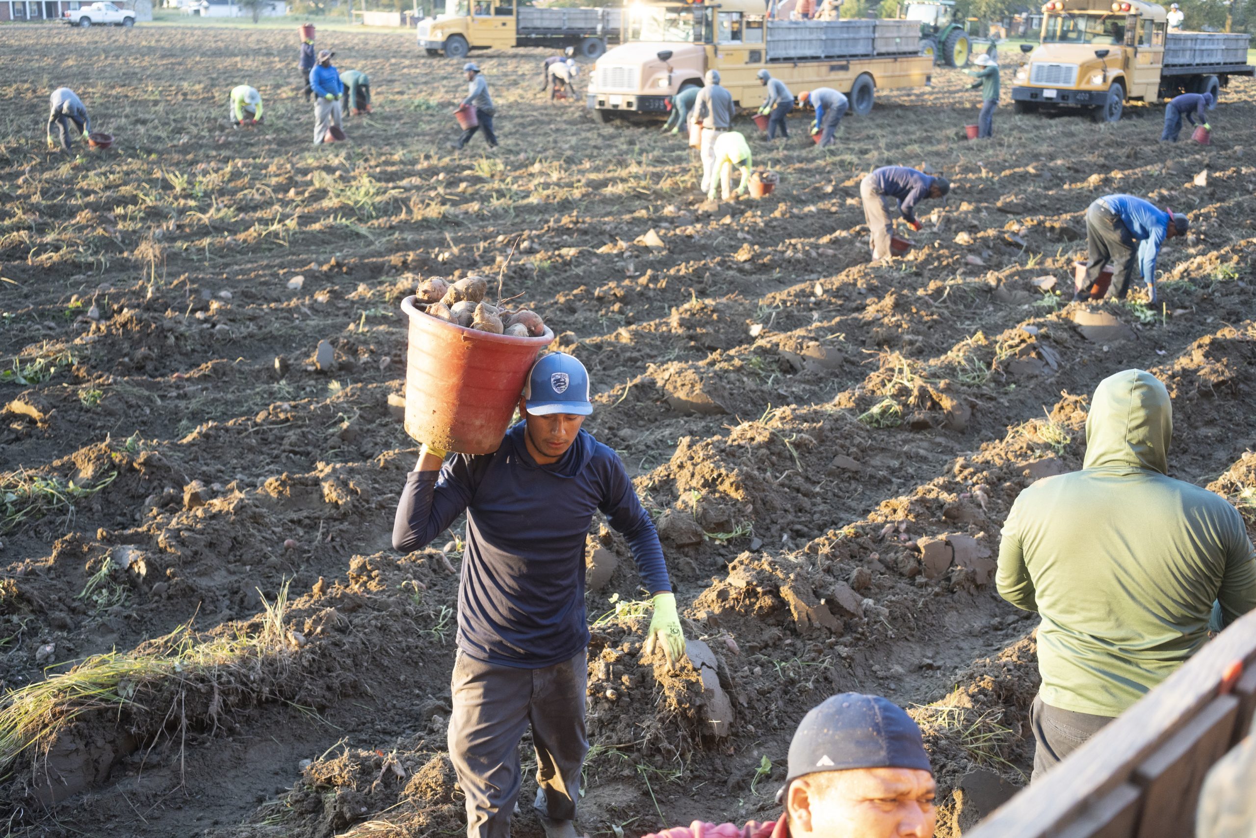 A crew of H-2A seasonal farm workers harvest sweet potatoes on a farm in Eastern North Carolina in mid October