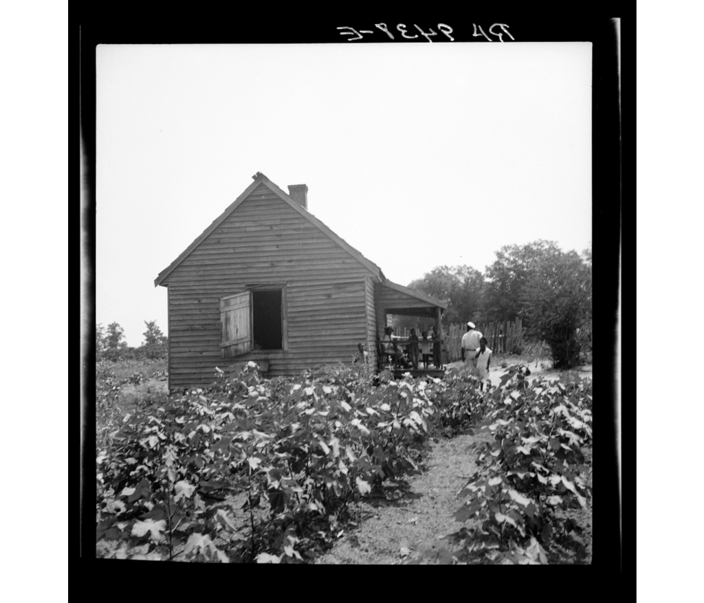 Black and white photograph of a wooden shack surrounded by cotton plants. On the porch and in front of the house are a family of Black Americans. 