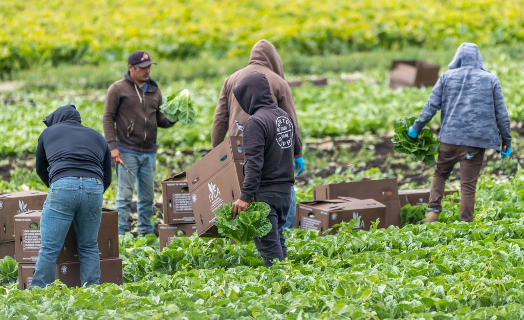 farm workers harvest lettuce