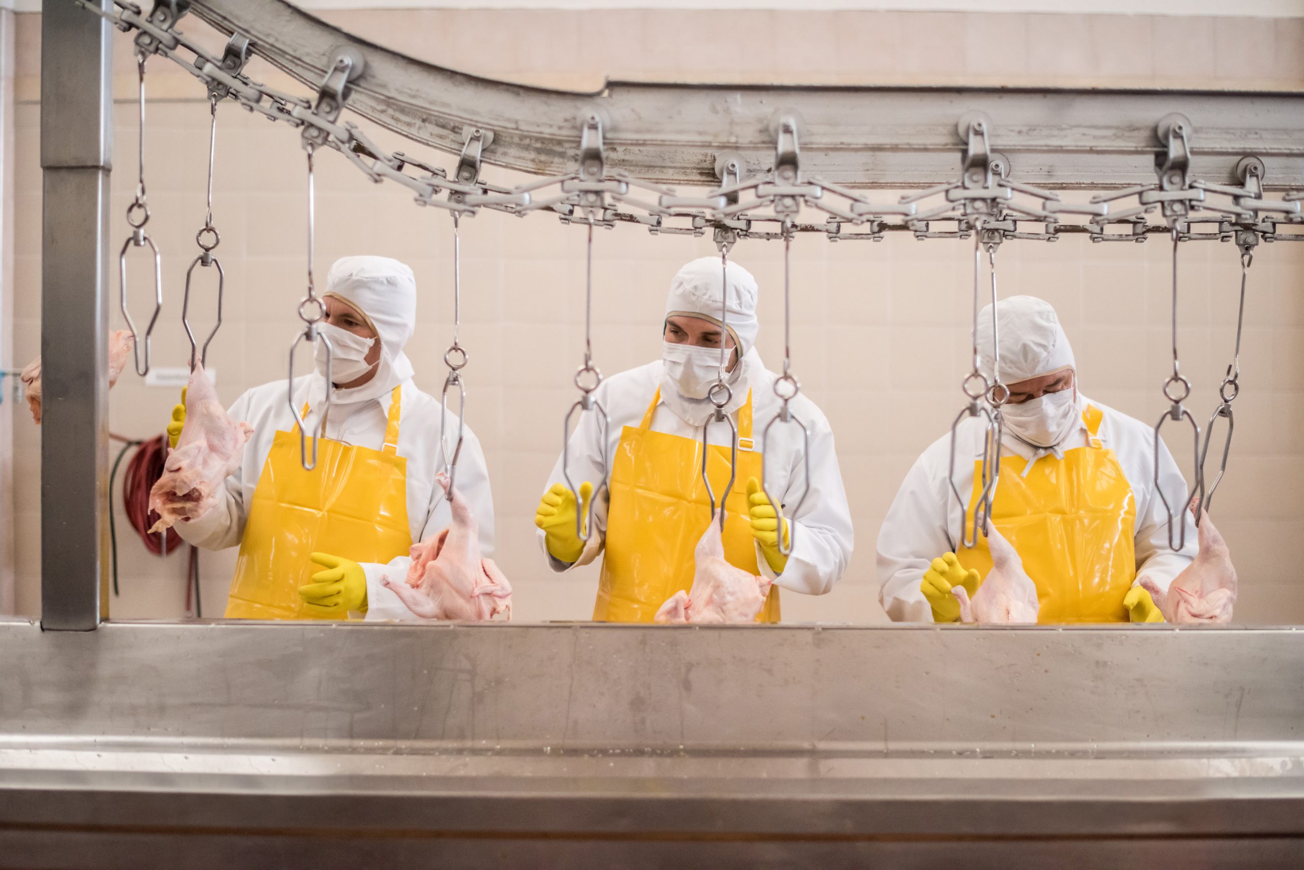 Workers in yellow aprons and face masks work on a chicken processing line