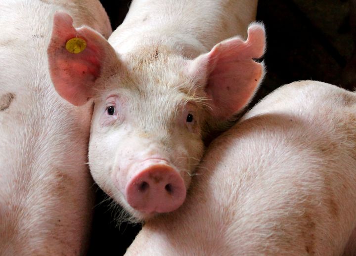 Huffington Post: Indiana Farmers Union Joins Fight Against Noxious 8,000-Hog Agribusiness Operation