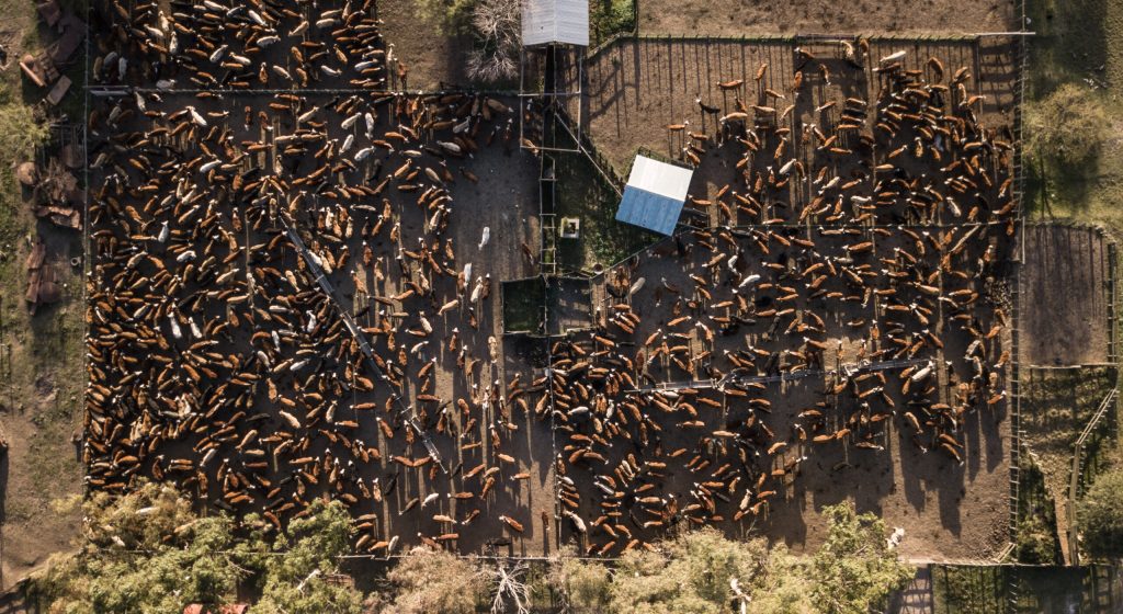 Vista aérea de un corral de engorde de ganado vacuno