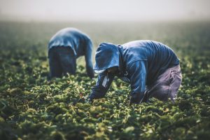 Two farmworkers in hoodies bend over to harvest strawberries in a field