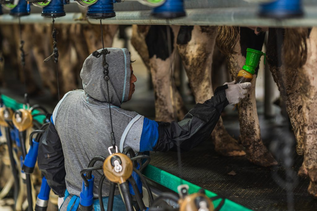 Un trabajador en una lechería industrial.