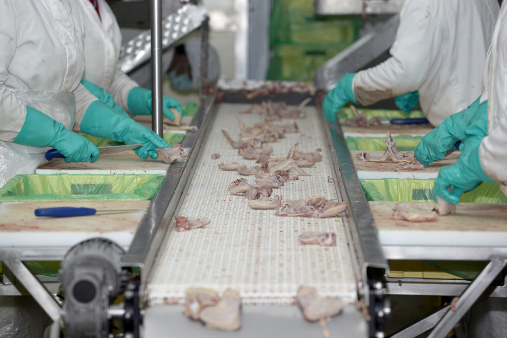 Trabajadores avícolas en una línea de procesamiento.